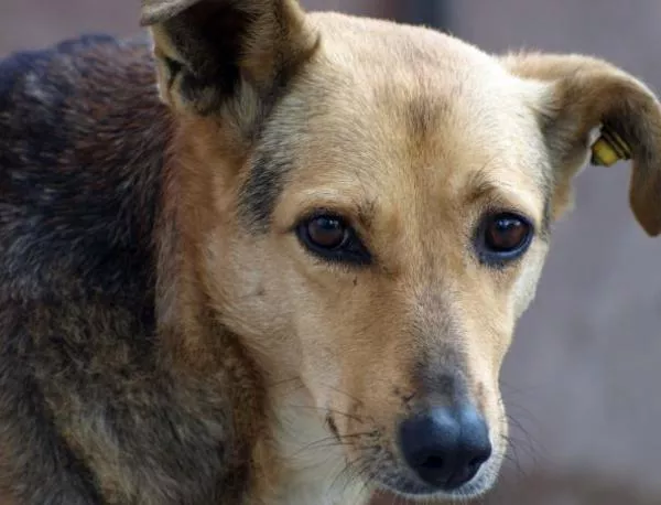 70% от столичани искат смърт за бездомните кучета