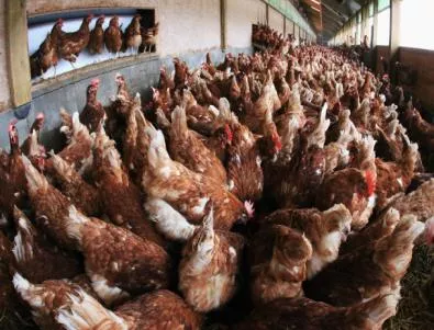 Европа ще ни съди за нехуманно отношение към кокошките