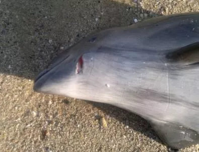 Инспектори плъзват по плажовете заради мъртви делфини