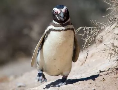 Отвлякоха пингвин от зоопарк в Австралия