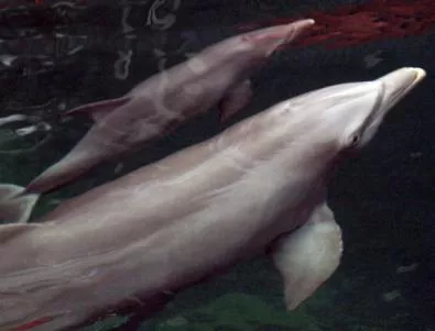Рибари: Делфините не би трябвало да са защитен вид