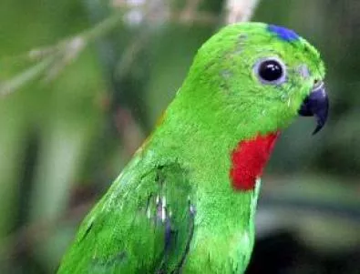 Изгубен папагал откри пътя към дома чрез словото