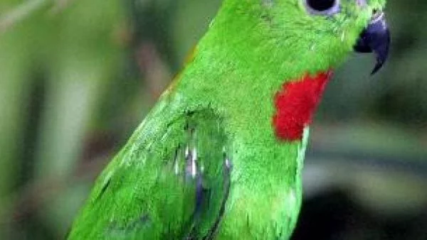 Изгубен папагал откри пътя към дома чрез словото