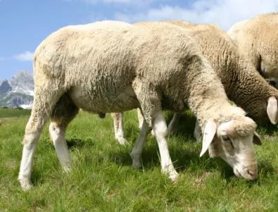 Овцевъдите ще получат 5 млн. лв. компенсация за високите цени на горивата 
