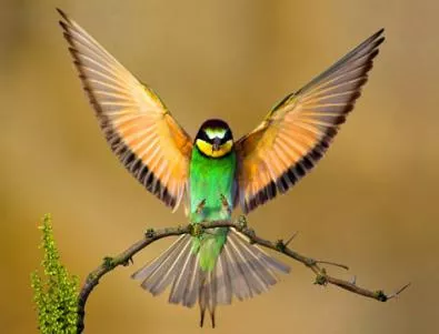 Шарените птици еволюират по-бързо