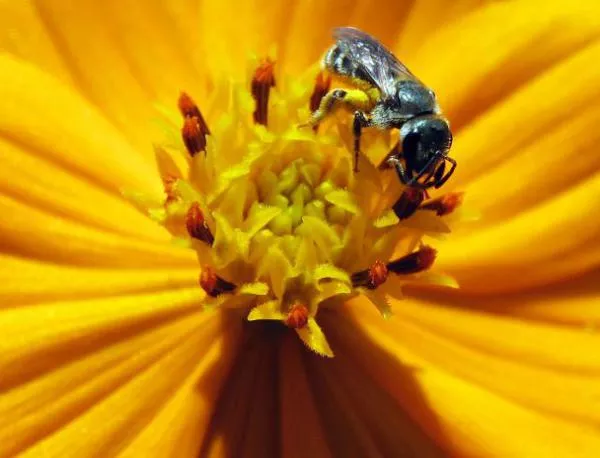 Рядък вид пчела се завръща в Англия