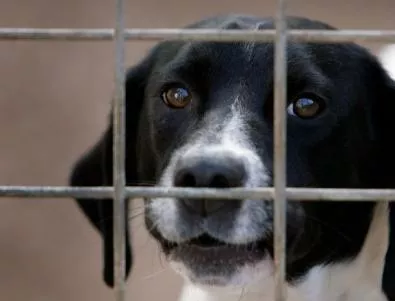 В Украйна избиха 60 000 кучета и котки заради Евро 2012
