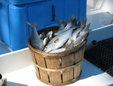 Риба разнася радиацията от Фукушима