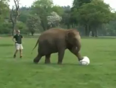 Бебе слонче играе футбол (видео)