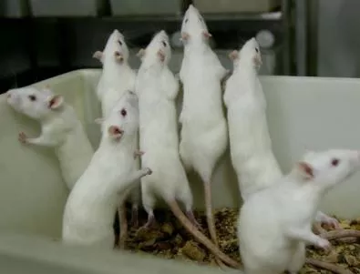 Швейцарски учени накараха парализирани мишки да проходят
