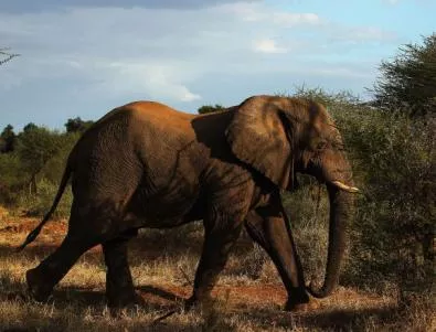 Осиротели африкански слонове се заселват в Мексико