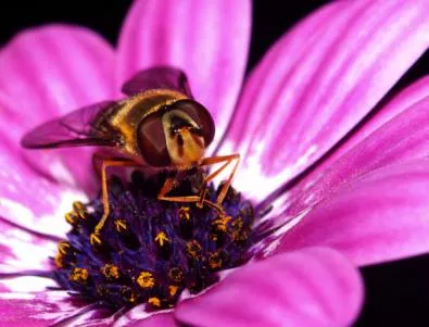 Вирус заплашва да изтреби пчелите по света