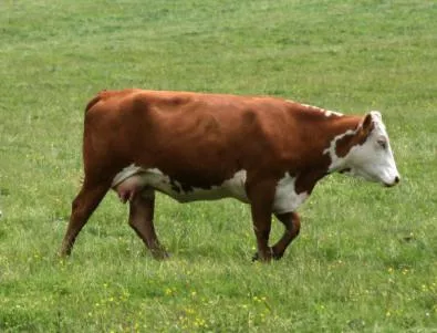 Съмнение за крава с антракс вдигна на крак инспекции 