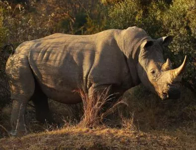 245 носорога са избити в ЮАР тази година