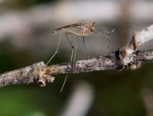 Въоръжете се с чесън за битката срещу комарите