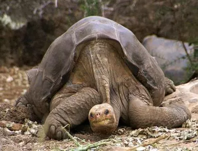 Умря последната в света слонска костенурка