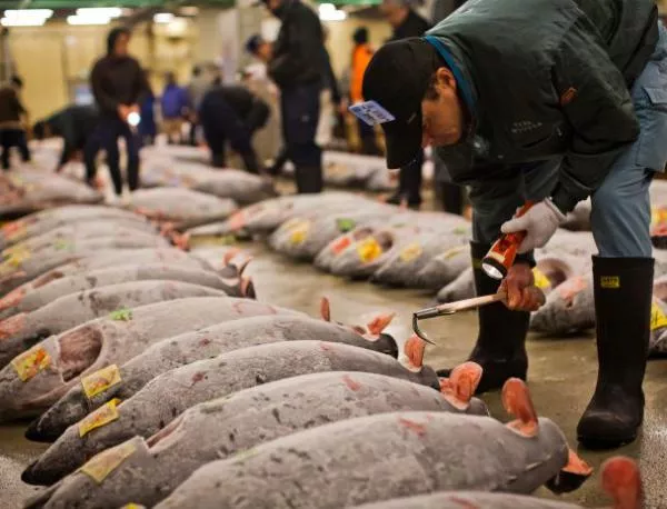 Търговските запаси на риба може да се понижат с 90% до 2048 г.