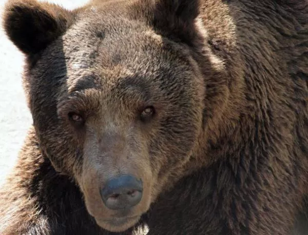 Нелегалната търговия с мечки в Европа остава проблем