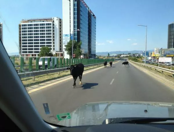 Крави и тор по асфалта за гостите на София