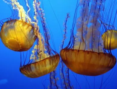 Нашествие на медузи в Средиземно море