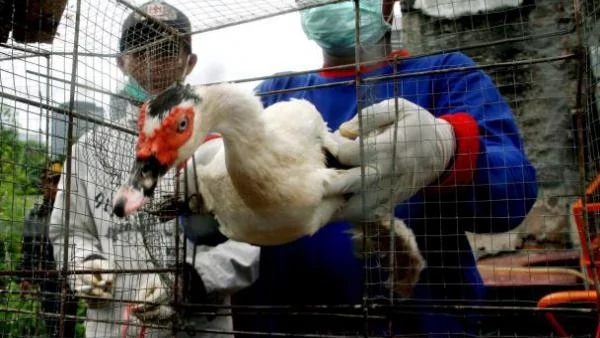 Мексико обяви извънредна санитарна ситуация заради птичи грип 