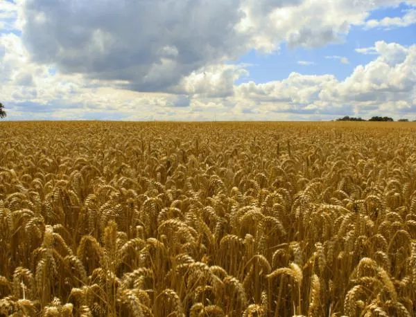 Тазгодишната реколта от пшеница - над 4 млн. тона 