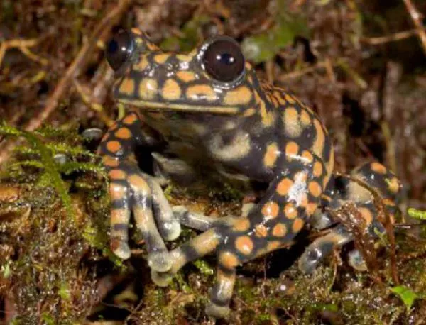 Кръстиха нов вид дървесна жаба на принц Чарлз