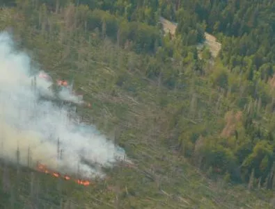 МЗХ: Няма засегната жива гора в пожара на 