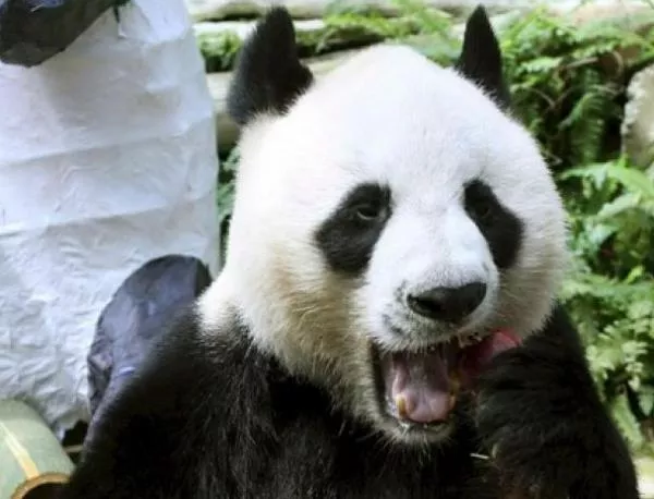 Панда скара Китай и Япония 