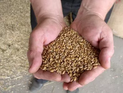 Пшеницата с най-добро качество от 20 години