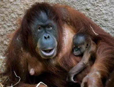 Орангутани общуват с хората чрез iPad