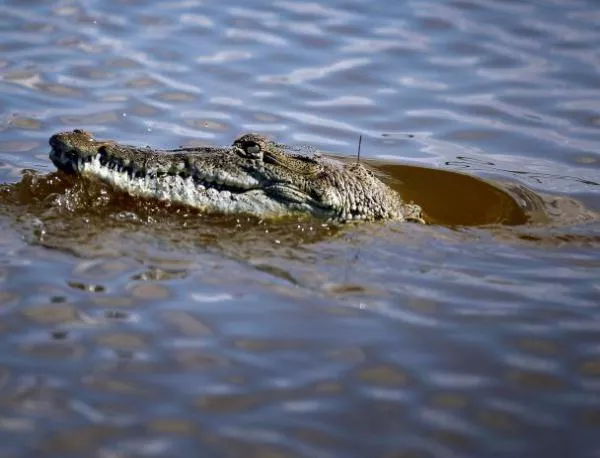 Китайските власти спасиха хиляди крокодили, предназначени за ресторанти