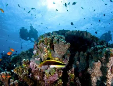 Кораловите рифове изчезват
