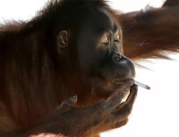 Пускат пушещия орангутан в Индонезия на свобода