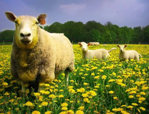 Овце се свързват с фермера си по телефона