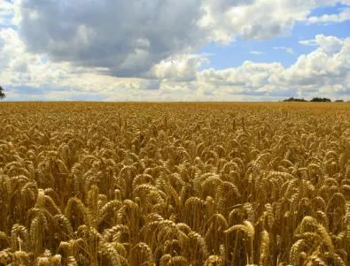 Пшеницата рекордно скъпа