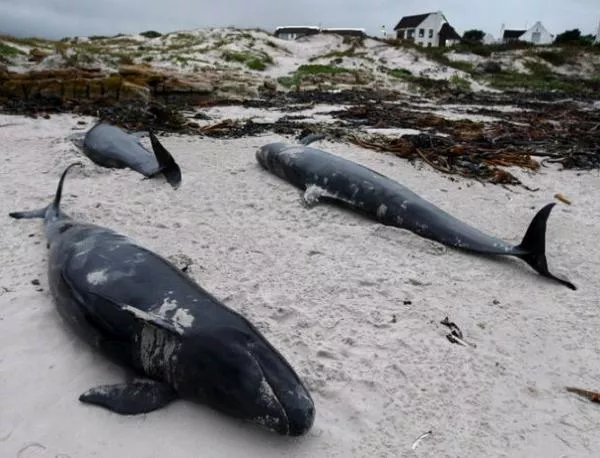 Франция призова Южна Корея да се откаже от лова на китове