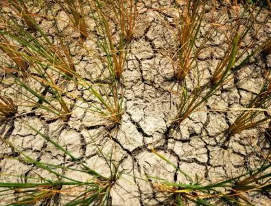 Глобалната суша вдигна европейските цени на зърнените култури