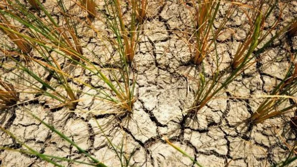Глобалната суша вдигна европейските цени на зърнените култури