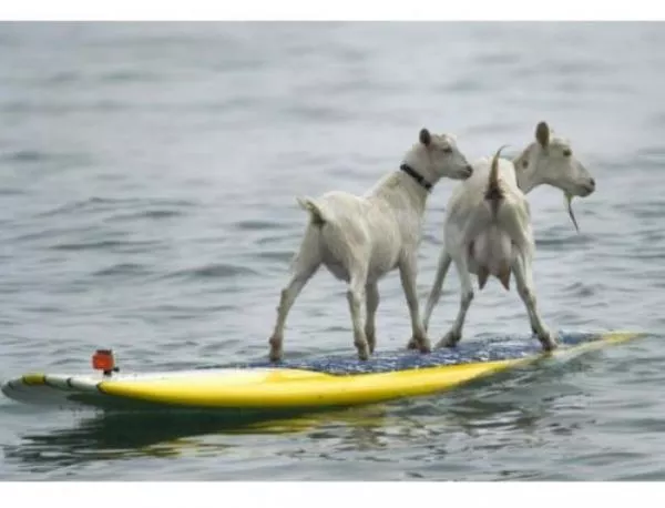 Талантливи кози карат сърф в Калифорния (видео)