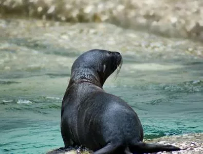 Започва противоречивият лов на тюлени в Намибия (Видео)