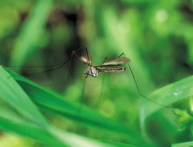 Комарите хапят хора с по-топла кръв