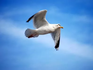 Шок за плажуващи след гощавка на чайки с разхлабително (Видео)