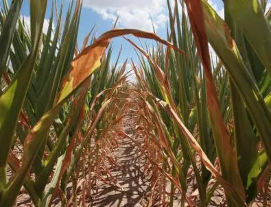 Реколтата от царевица е застрашена, ако в близките дни не завали