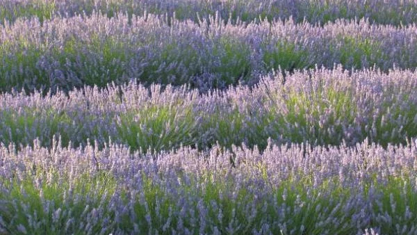 България първа по износ на лавандула
