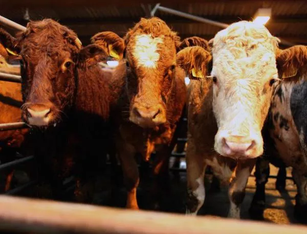 Учени започнаха изучаване на "социалните контакти" между кравите