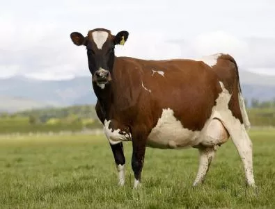 Отварят квотната борса за производители на краве мляко