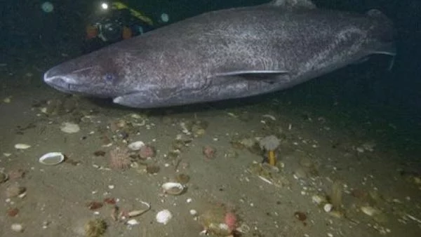 Биолозите откриха най-бавната акула на планетата