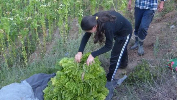 По-нисък добив от тютюн очакват в Източните Родопи