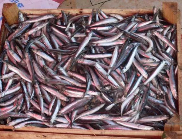 Агенцията по храните бракува 140 кг риба 
